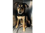 Adopt Akari a Black Australian Shepherd / Mixed dog in El Paso, TX (39056507)