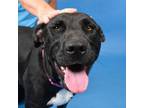 Adopt Mya a Black Labrador Retriever / Australian Cattle Dog / Mixed dog in West