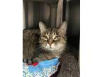 Adopt Lily a Brown Tabby Domestic Shorthair / Mixed (short coat) cat in Chico