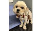 Adopt Disco Holler-adoption pending a White Shih Tzu / Mixed dog in Bellevile