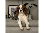 Adopt Katharine a Brown/Chocolate King Charles Spaniel / Mixed dog in Staten