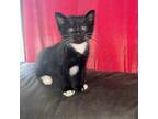 Adopt Sox a All Black Domestic Mediumhair / Mixed cat in Milton, FL (39058090)
