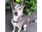 Adopt Winston a Gray/Silver/Salt & Pepper - with Black Shiba Inu / Terrier