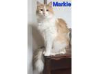 Adopt Markie a Orange or Red Tabby Domestic Shorthair / Mixed cat in Rochester