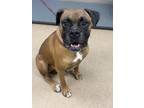 Adopt Captain Buff a Brown/Chocolate Mixed Breed (Large) / Mixed dog in