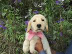 Adopt Coco a Golden Retriever / Mixed dog in Carlsbad, CA (39006426)