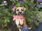 Adopt Babydoll a Mixed Breed (Medium) / Mixed dog in Carlsbad, CA (39033040)