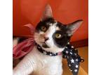 Adopt Pumpkin Spice Latte a White (Mostly) Domestic Shorthair / Mixed cat in