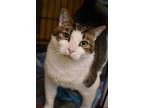Adopt Finnigan - Bonded to Maggie @ PetCo a White Domestic Shorthair / Domestic
