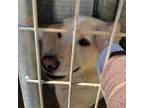 Adopt Max a Yellow Labrador Retriever, Golden Retriever