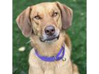 Adopt Juniper a Tan/Yellow/Fawn Mixed Breed (Large) / Mixed dog in St.