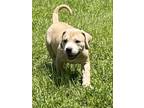 Adopt NARUTO a Tan/Yellow/Fawn Labrador Retriever / Hound (Unknown Type) / Mixed