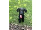 Adopt Sparky a Black Poodle (Miniature) / Retriever (Unknown Type) / Mixed dog