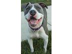 Adopt Sassy a White American Pit Bull Terrier / Mixed dog in Luling