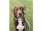 Adopt 2307-1569 Kermit a Brown/Chocolate Labrador Retriever / Mixed dog in