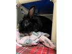 Adopt 2308-0502 Lillipop a Other/Unknown / Mixed (short coat) rabbit in Virginia