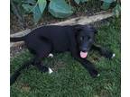 Adopt Brody a Black - with White Labrador Retriever / Mixed dog in Columbus