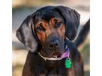 Adopt Apollo (On Hold) (Main Campus) a Black Bloodhound / Mixed dog in