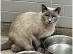 Adopt Barn Cat Chan a All Black Siamese / Domestic Shorthair / Mixed cat in