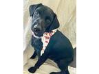 Adopt Seuss a Black - with White Labrador Retriever / Patterdale Terrier (Fell
