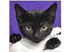Adopt Flik a All Black Domestic Shorthair / Mixed (short coat) cat in Surrey