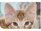 Adopt Grub a Orange or Red (Mostly) Domestic Shorthair / Mixed (short coat) cat
