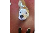 Adopt Chongo a Tan/Yellow/Fawn American Pit Bull Terrier / Mixed dog in South