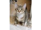 Adopt Guinness a Brown or Chocolate Domestic Shorthair / Domestic Shorthair /