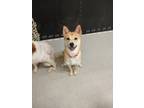 Adopt Princess Fiona a Tan/Yellow/Fawn Shiba Inu / Jindo dog in New York