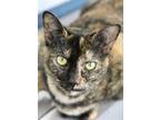 Adopt South a All Black Domestic Shorthair / Domestic Shorthair / Mixed cat in