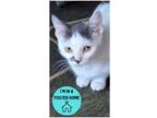 Adopt FREEZE a White Domestic Shorthair / Domestic Shorthair / Mixed cat in