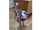 Adopt Macy a Australian Shepherd / Mixed dog in Granbury, TX (39046173)