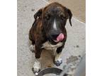 Adopt Hailey a Black American Pit Bull Terrier / Mixed dog in Espanola