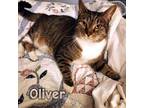Adopt Oliver a Brown Tabby Domestic Shorthair (short coat) cat in Great Mills