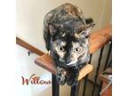Adopt Willow a Tortoiseshell Domestic Shorthair (short coat) cat in Great Mills