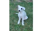 Adopt Casarecce a White - with Black Labrador Retriever / Pit Bull Terrier dog