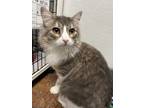 Adopt Jazz a Gray or Blue Domestic Longhair / Domestic Shorthair / Mixed cat in
