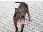 Adopt Connor McGreggor (Underdog) a Brown/Chocolate Catahoula Leopard Dog /