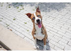 Adopt Mikey (Underdog) a Tan/Yellow/Fawn American Pit Bull Terrier / Mixed dog