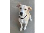 Adopt Bailey a Tan/Yellow/Fawn Labrador Retriever / Mixed dog in Longview