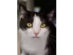 Adopt Lexy a All Black Domestic Shorthair / Domestic Shorthair / Mixed cat in