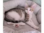 Adopt Smidgen a White Domestic Shorthair / Domestic Shorthair / Mixed cat in