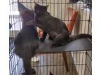 Adopt Sekhmet a All Black Domestic Shorthair / Domestic Shorthair / Mixed cat in