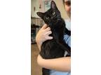 Adopt Isis a All Black Domestic Shorthair / Domestic Shorthair / Mixed cat in