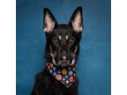 Adopt Loki a Black German Shepherd Dog / Mixed dog in Caldwell, ID (39022355)
