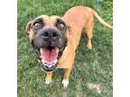 Adopt Della a Tan/Yellow/Fawn Boxer / Mixed dog in Caldwell, ID (38968188)