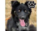 Adopt WILLIAM a Black Australian Shepherd / Mixed dog in Tangent, OR (38982149)
