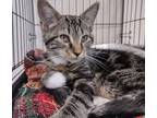 Adopt Takeoff a Brown or Chocolate Domestic Shorthair / Domestic Shorthair /