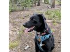 Adopt Whiskey (Courtesy) a Black Labrador Retriever / Mixed dog in Denver
