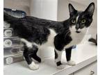 Adopt ShamWow a Black & White or Tuxedo Domestic Shorthair / Mixed cat in